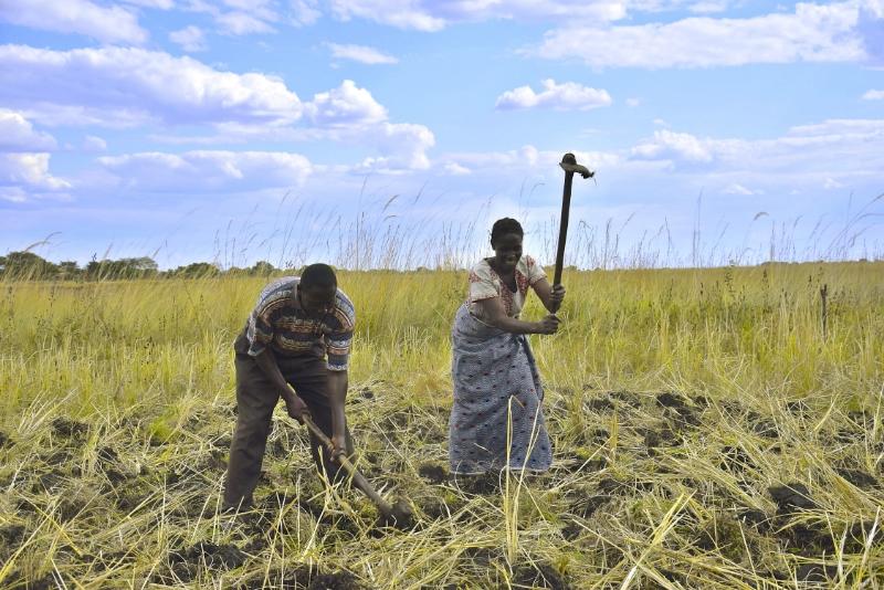 Farmers preparing the fields in Barotse floodplain