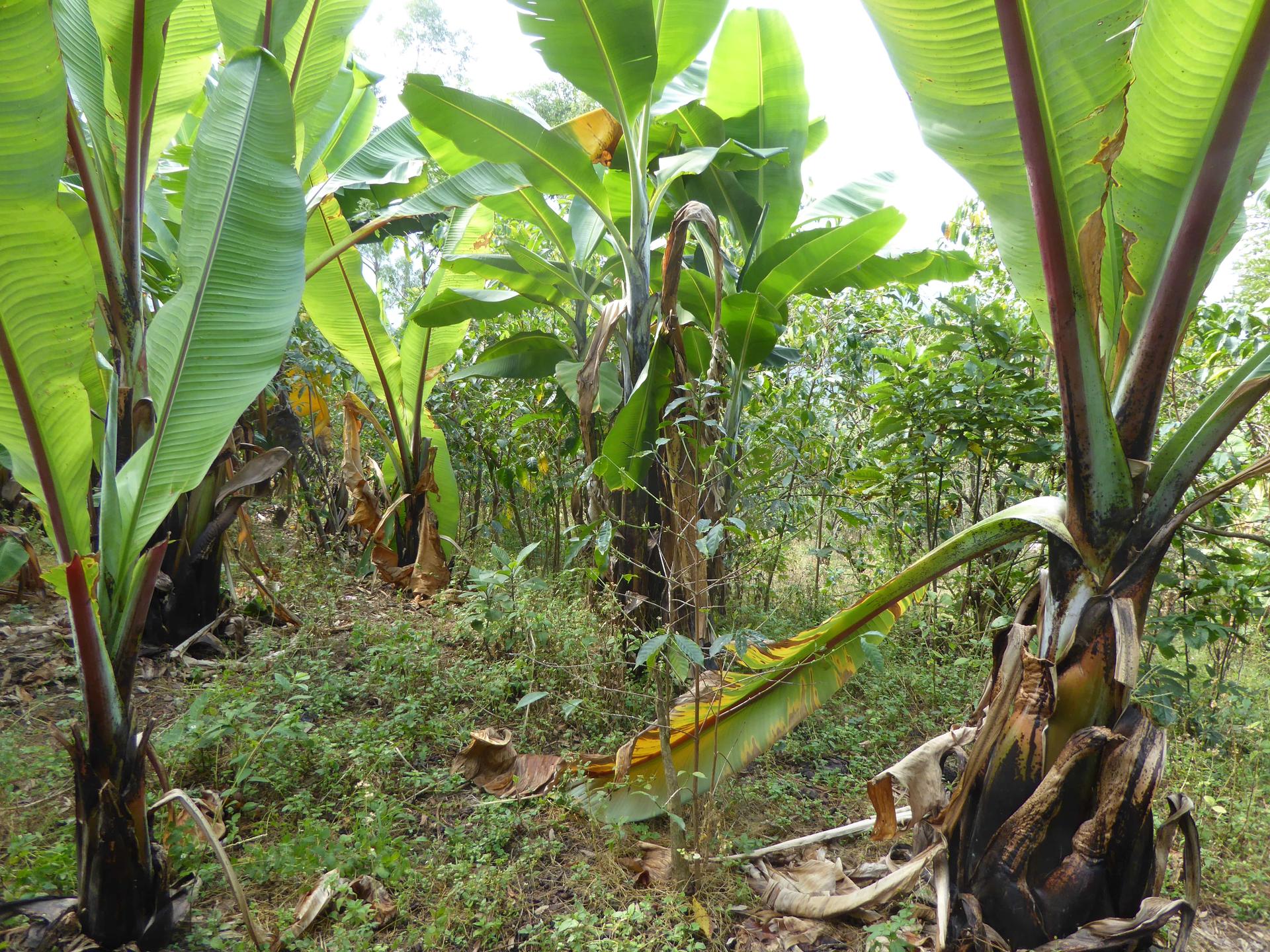 Enset root mealybugs-threat to bananas-Alliance Bioversity International - CIAT
