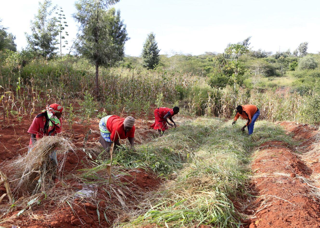 Food forests are connecting vulnerable consumers and organic farmers in Kenya - Alliance Bioversity International - CIAT