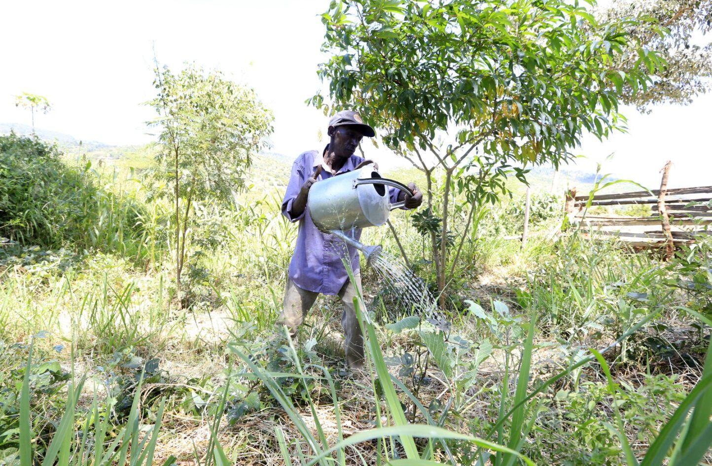 Food forests are connecting vulnerable consumers and organic farmers in Kenya - Image 6