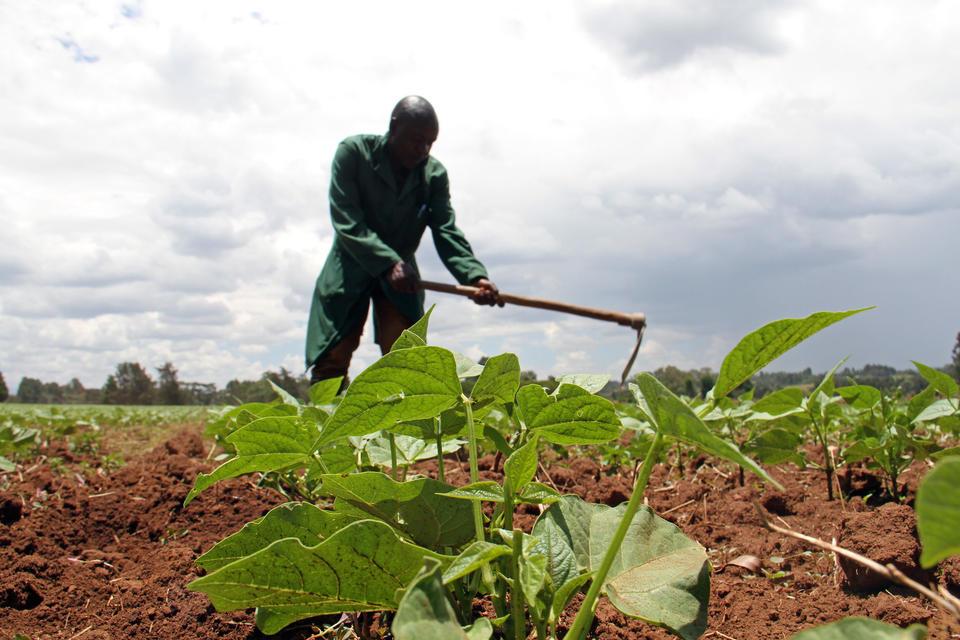 bean farming in Kenya 