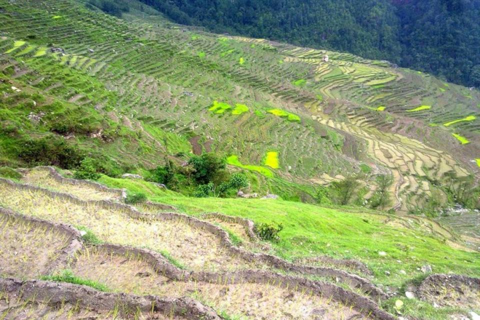 Safeguarding native seeds and rebuilding local seed systems in the aftermath of the Nepal earthquakes