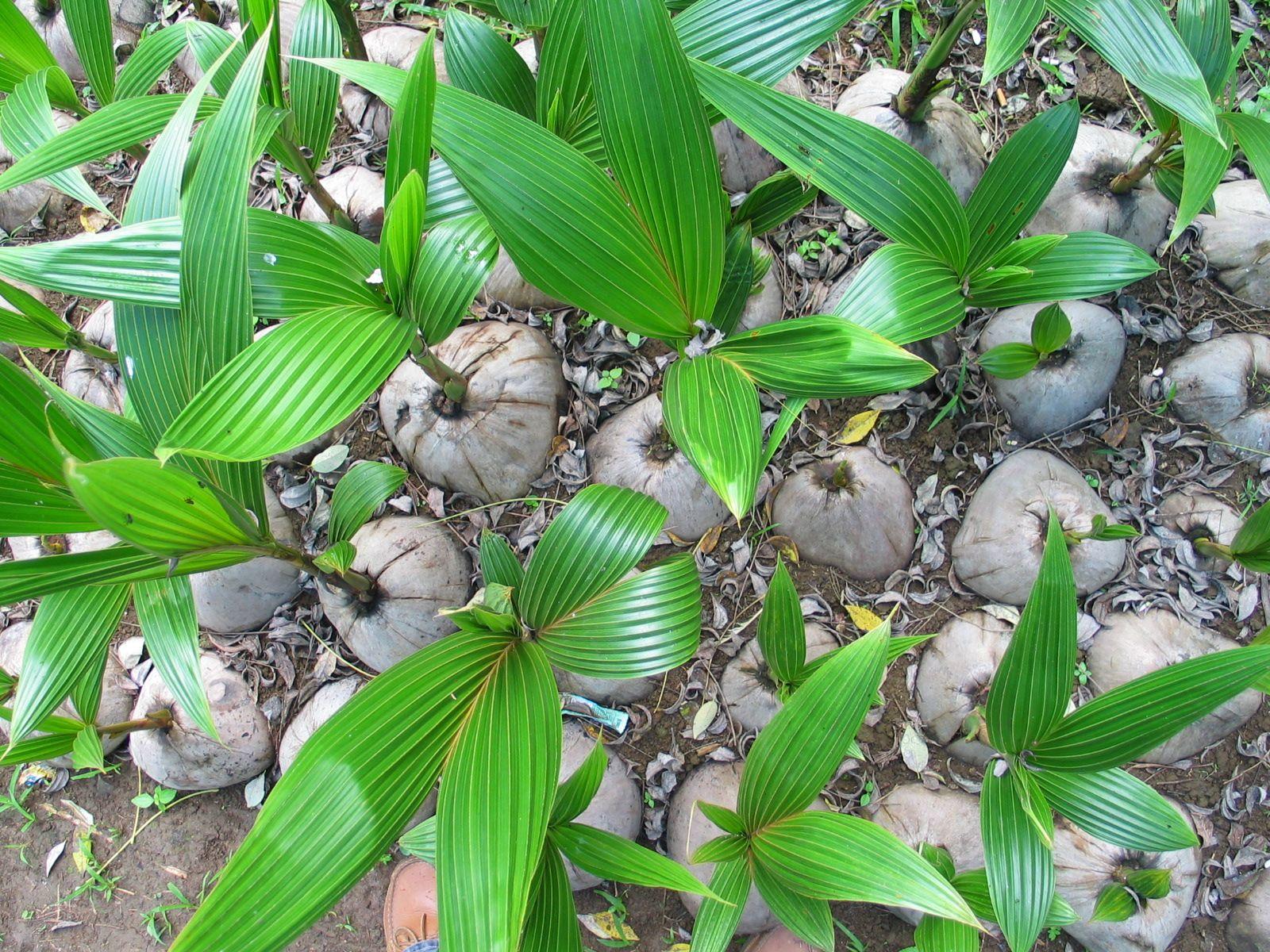 coconut tree seedlings