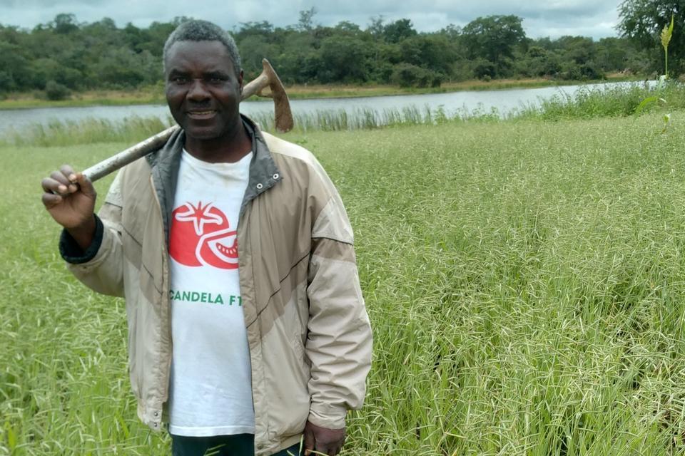 On-farm forage demonstration site in Choma, Zambia, with Mr. Muchimba, collaborating farmer, in a field of Brachiaria cv. Cobra.