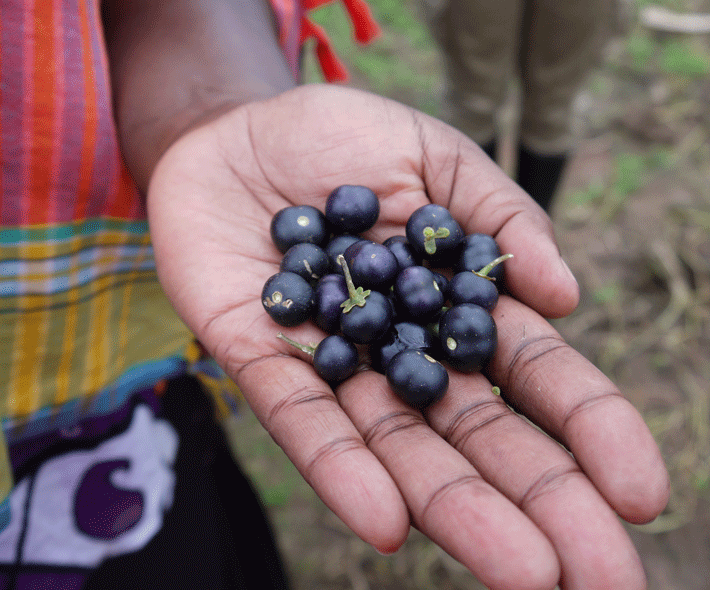 African Nightshade berries Credit: Bioversity International/T. Borelli 