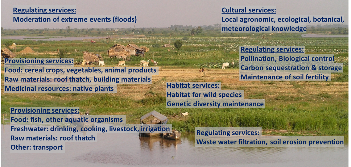 Ecosystem services in an aquatic agricultural system, Tonle Sap, Cambodia. Original image by Eric Baran