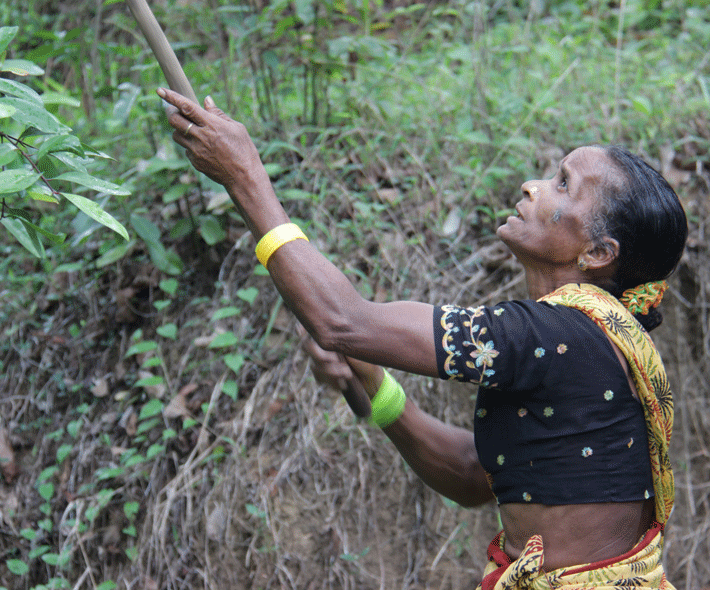 Sticks are used to harvest certain NTFPs in Karnataka, India. Credit: Bioversity International/E. Hermanowicz