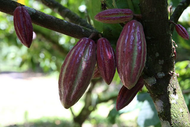 Cocoa tree at the International Cocoa Genebank Trinidad. Credit: Global Crop Diversity Trust