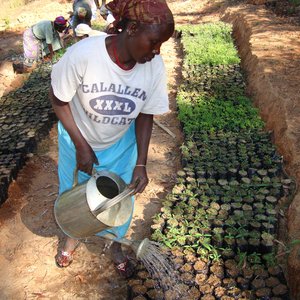 Watering African leafy vegetable seedlings. Credit: Bioversity International/P. Maundu
