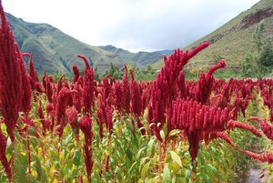 In Bolivia, Peru and Ecuador, the cultivation of traditional grains – particularly quinoa, cañihua and amaranth – is making a comeback. Credit: Bioversity International/S. Padulosi