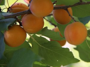 One of many apricot varieties growing in Tajikistan. Credit: Bioversity International/C. Zanzanaini