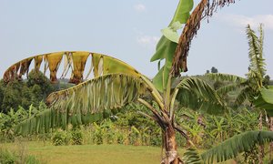 Banana plant affected by Xanthomonas Wilt (BXW), Uganda.Please credit: Bioversity International/N.Capozio