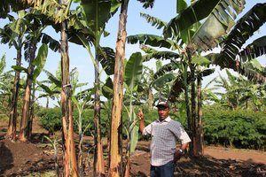 William Tinzaara, banana field, Uganda. Credit: N. Capozio