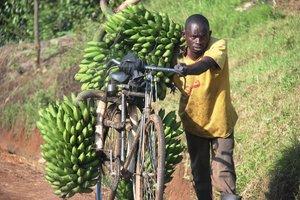 Taking bananas to market, Uganda. Credit: Bioversity International/N. Capozio