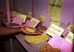 Bean varieties in a community seedbank in Kiziba, Uganda. Credit: Bioversity International/A.Sidhu