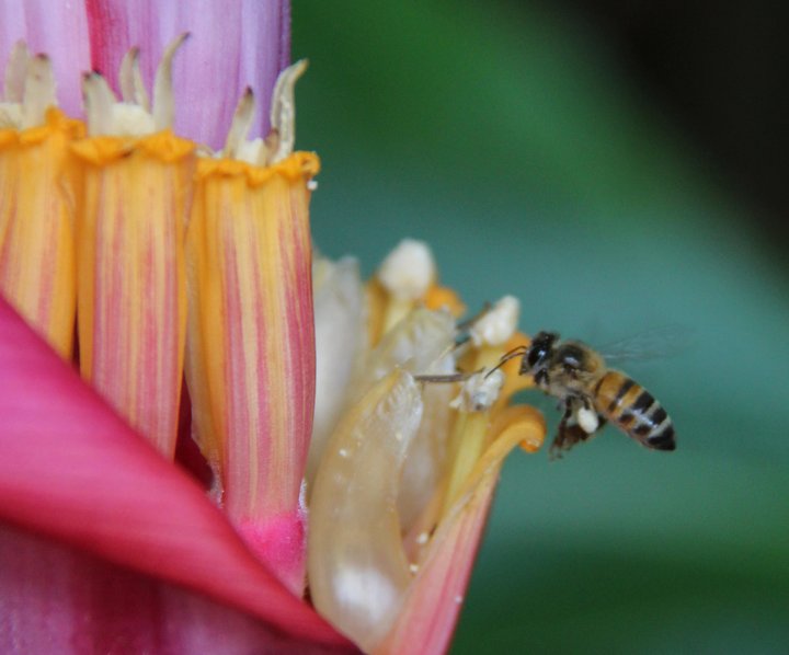 Bee pollinating a banana plant. Credit: Bioversity International/C.Zanzanaini