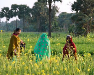 Farmers in Bihar, India. Credit: Bioversity International/C. Zanzanaini