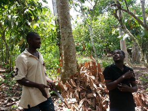 Cocoa farmers in Ghana discussing cacao management. Credit: Bioversity International/D. Stoian