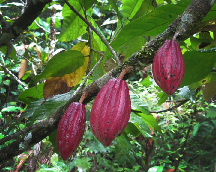 Cacao, Malaysia. Credit: Bioversity International/B. Sthapit