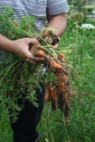 Harvesting carrots, one of the underutilized root crops, in Mai Son, Vietnam. Credit: Bioversity International/J.Raneri