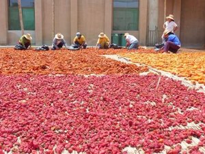 Women selecting chillis for market/food industry, Peru. Credit: Bioversity International/X.Scheldeman