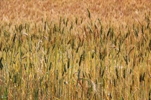 Durum wheat varieties growing in the trial plots at Geregera, Ethiopia.
</p><p>Credit: Bioversity International/S.Collins