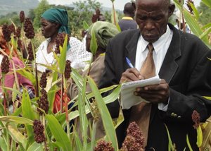 Evaluating sorghum varieties, Zambia. Credit: Bioversity International/G. Otieno