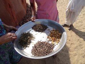 A selection of forest foods used within a dryland agricultural production system, India. Credit: Bioversity International/P. Mathur