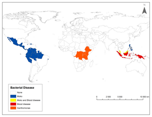 Geographic distribution of Moko/Bugtok bacterial wilt (Ralstonia solanacearum), blood bacterial wilt (R. syzygii subsp. celebesensis) and Xanthomonas bacterial wilt (Xanthomonas campestris pv. musacearum). Presence or absence of a disease is presented at country level. Source: Blomme et al. 2017