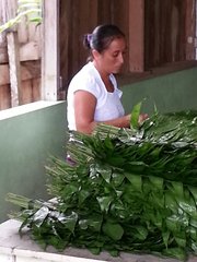 Member of a community forest enterprise grading the leaves of Chamaedorea palm for export. Credit: Bioversity International/D.Stoian