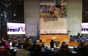 IPBES Plenary. Credit: Bioversity International/F.DeClerck