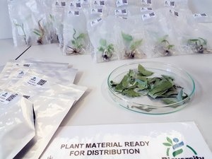 Plant material ready for distribution to users all over the world. Credit: Bioversity International/N. Capozio