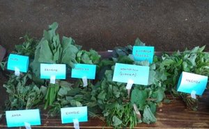Kenya leafy vegetables. Credit: Bioversity International/J. Boedecker