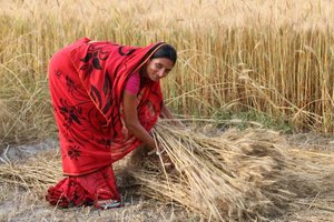 Leena Devi, farmer from Bhatadasi, Bihar. Credit: Bioversity International/S. Kumar
