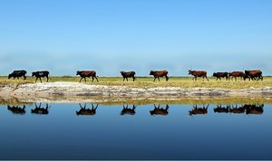Livestock in the Barotse floodplain. Credit:T.del Río