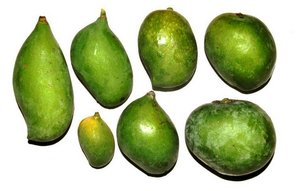 A selection of Indian mango varieties