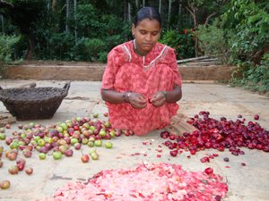 Young Indian woman processing Garcinia indica fruit. Credit: Bioversity International/N.Hegde