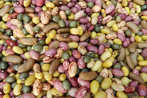 Different bean varieties in Uganda. Credit: Bioversity International/D.Jarvis