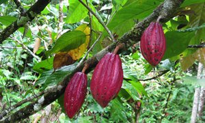 Cacao pods grown in Malaysia. Credit: Bioversity International/B.Sthapit