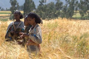 Farmers are scoring wheat varieties according to their preferred phenotypical traits in a field trail in the Tigray Region, Northern Ethiopia. Credit: Bioversity International/J.V.Gevel