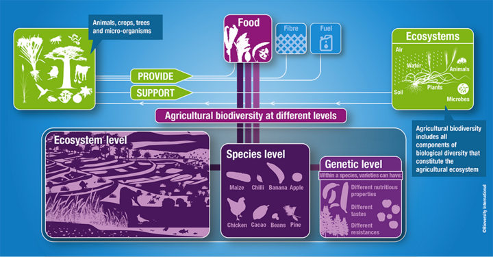 What is agricultural biodiversity? Credit: Bioversity International