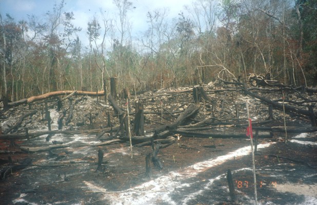 Slash and burn technique used to clear a tropical forest in Quintana Roo, Mexico. Credit: Bioversity International/L. Snook