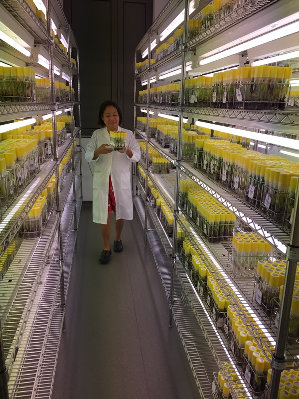Madelyn Ibana checks banana in vitro material at the International Musa Germplasm Transit Centre (ITC) in Leuven, Belgium.