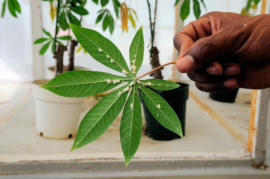 3.-A-mealybug-infestation-on-a-cassava-leaf,-in-controlled-conditions-at-CIAT's-headquarters-in-Colombia.-Pic-by-Neil-Palmer-(CIAT).