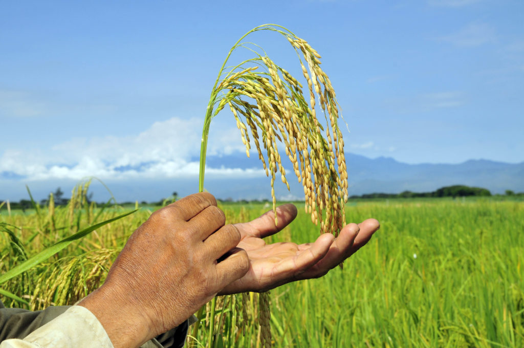 by Neil Palmer (CIAT). Biofortified rice at the institution's headquarters in Colombia.