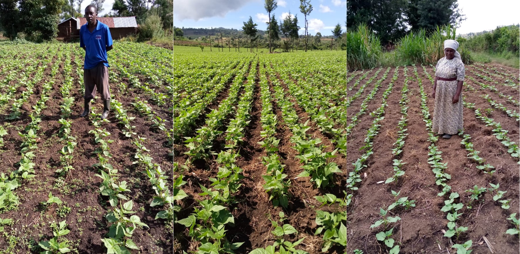 Figure 3: Bean field visited by KALRO extension officer in Nakuru, April 2020.