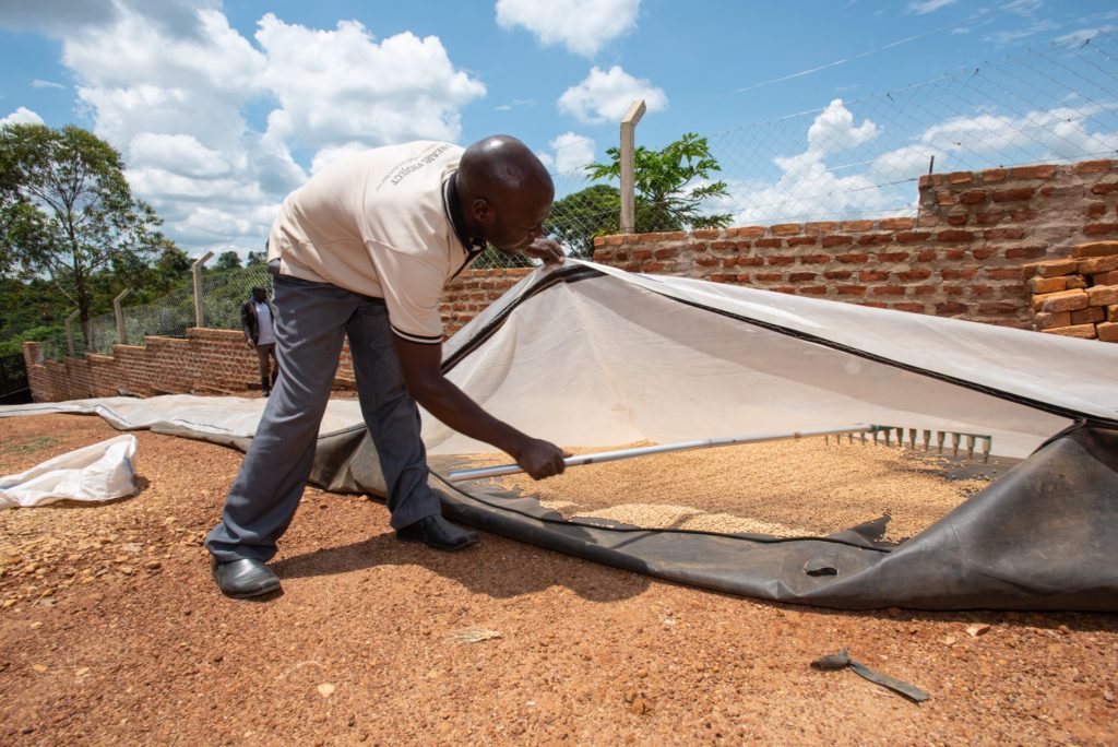 A solar bubble dryer used to dry beans grown and harvested by CEDO farmers.