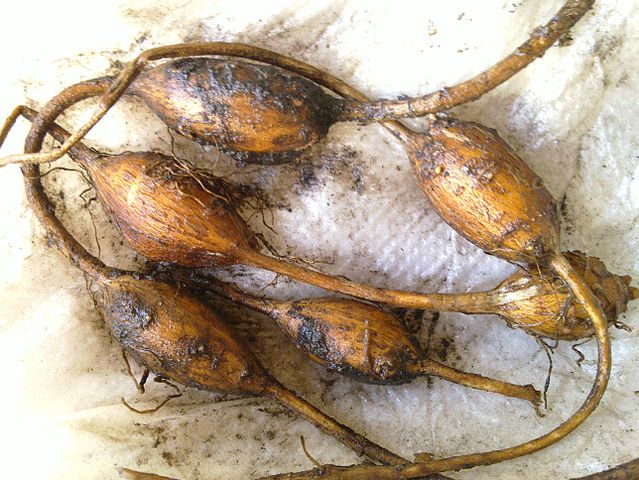 Potato bean (Apios americana) - a disappearing food?