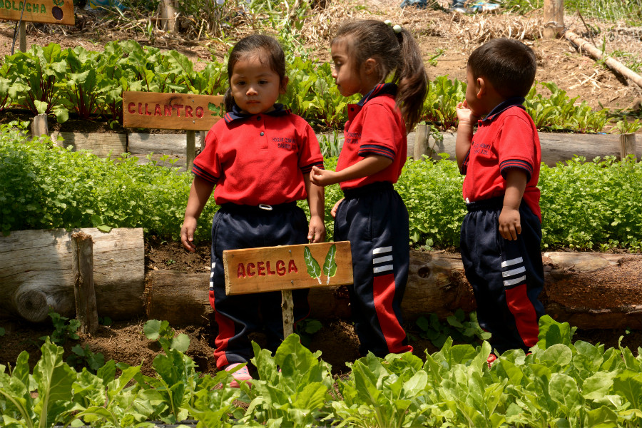 By harvesting rainwater, people in the Cauca climate-smart village were able to cultivate vegetables at home and in daycare centers, where children help tend to the gardens. Photo by: JL Urrea / CCAFS