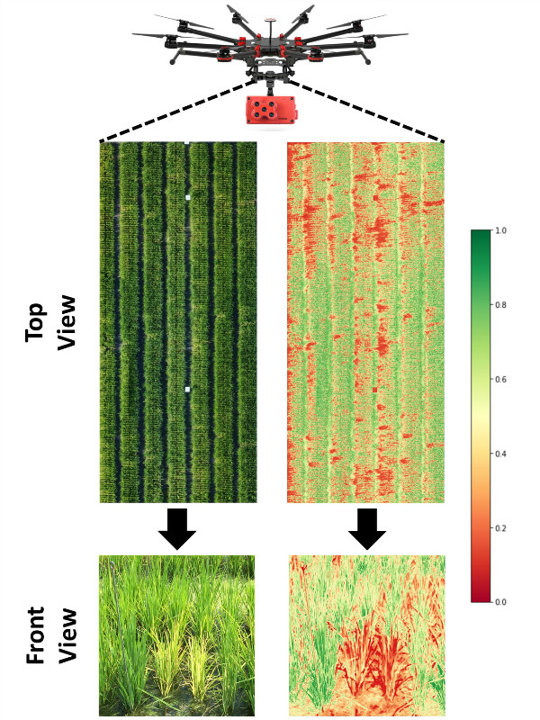 Drone-based phenotyping can classify hoja blanca virus-resistant and susceptible rice breeding lines using multispectral imaging. Photo by: CIAT Phenomics Platform
